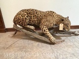 SUPER RARE LIFESIZE CROUTCHING JAGUAR *NEVADA RES ONLY* TAXIDERMY