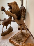 LIFESIZE LEAPING LION *NEVADA RES ONLY* TAXIDERMY
