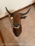 BANTENG SH MT *NEVADA RES ONLY* TAXIDERMY