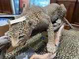 LIFESIZE LEOPARD ON BASE *NEVADA RES ONLY* TAXIDERMY