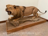 LIFESIZE LION ON BASE *NEVADA RES ONLY* TAXIDERMY