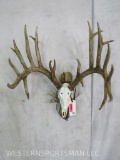 3D PRINTED WHITETAIL SKULL TAXIDERMY