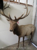 LIFESIZE BULL ELK W/REPRODUCTION ANTLERS  TAXIDERMY