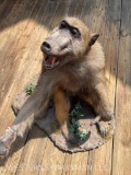 Lifesize BABOON mount, on base Great Taxidermy oddity collectors unusual pose !