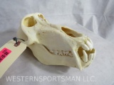 XL MONSTER COMPLETE BABOON SKULL TAXIDERMY ODDITIES