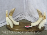 REALLY NICE HIPPO TUSK DISPLAY TAXIDERMY