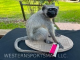 Cute little Vervet Monkey life-size, NEW, Taxidermy mount, on a wood base