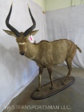 LIFESIZE MOUNTAIN NYALA ON BASE TAXIDERMY