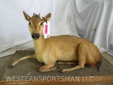 LIFESIZE LAYING RED DUIKER ON BASE TAXIDERMY