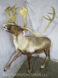 LIFESIZE CARIBOU W/REPRODUCTION ANTLERS  -NO BASE TAXIDERMY