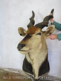 HUGE Lord Derby Eland St Mt TAXIDERMY *TX RES ONLY