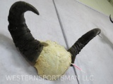Water Buffalo Horns on Skull Cap TAXIDERMY
