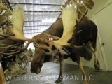XL LIFESIZE MOOSE W/REPRODUCTION ANTLERS -NO BASE TAXIDERMY
