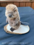 Super Cute little baby Beaver, 8 1/2 inches tall Great, New Taxidermy