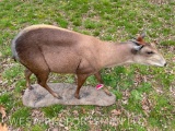 VERY RARE, Yellow Duiker, life-size mount on nice base these are getting VERY HARD to find / Collect