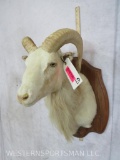 SHEEP SH MT ON PLAQUE TAXIDERMY