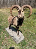 Rare, Very Large Chinese Blue Sheep, or BHARAL Great Taxidermy !