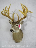 NON TYPICAL WHITETAIL SH MT W/REPRODUCTION ANTLERS  TAXIDERMY