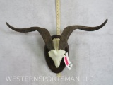 GOAT EURO MT ON PLAQUE TAXIDERMY