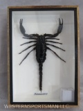 Framed Scorpion ODDITY TAXIDERMY