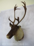 Caribou Sh Mt TAXIDERMY