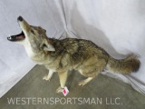 LIFESIZE HOWLING COYOTE TAXIDERMY