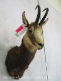 Chamois Sh Mt TAXIDERMY