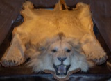 FELTED LION RUG W/MOUNTED HEAD *SOUTH CAROLINA RESIDENTS ONLY*  TAXIDERMY