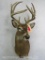 REALLY NICE WHITETAIL SH MT TAXIDERMY