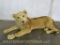 Juvenile Taxiderpy Lion *TX RESIDENTS ONLY * TAXIDERPY