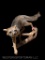Beautiful, Grey Fox, New mount by Award winning Taxidermist, on a limb, to hang on wall