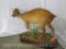 LIFESIZE RED DUIKER ON BASE TAXIDERMY
