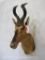 Red Hartebeest Sh Mt TAXIDERMY