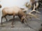 LIFESIZE BULL ELK  W/REPRODUCTION ANTLERS  TAXIDERMY