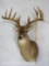 UNCOMMON WHITETAIL SH MT W/EXTRA KICKERS TAXIDERMY