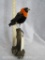 ORANGE BISHOP BIRD MT TAXIDERMY