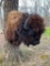 Great looking LONG-SHAGGY Hair -North American BISON - BUFFALO shoulder mount = NEW Taxidermy