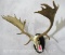 WIDESPREAD FALLOW EURO ON PLAQUE TAXIDERMY