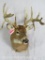 UNCOMMON WHITETAIL SH MT W/DROP TYNES TAXIDERMY