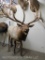 LIFESIZE BULL ELK W/REPRODUCTION ANTLERS  TAXIDERMY
