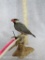 JAVA SPARROW BIRD ON PERCH TAXIDERMY