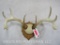 WHITETAIL RACKN ON PLAQUE TAXIDERMY