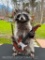 Guitar Playing Raccoon ! New Taxidermy WHERE are you going to FIND one !!!!