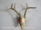 WHITETAIL EURO MT ON PLAQUE TAXIDERMY