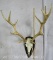 RED STAG EURO ON PLAQUE TAXIDERMY