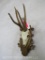 ROE DEER EURO MT ON PLAQUE TAXIDERMY