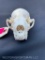 Awesome , Large, American River Otter, Full skull, with ALL teeth