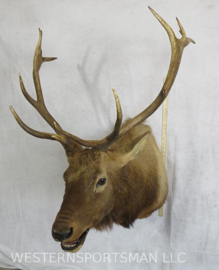 Elk Sh Mt TAXIDERMY