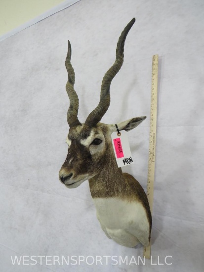 Blackbuck Sh Mt TAXIDERMY