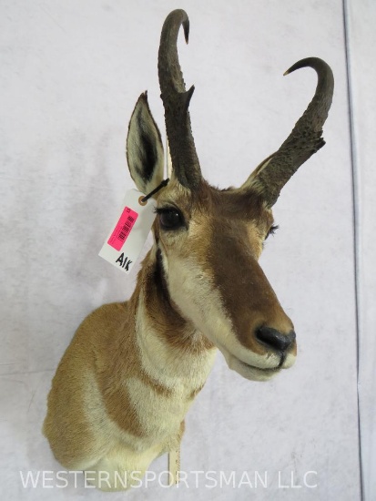 Pronghorn Sh Mt TAXIDERMY